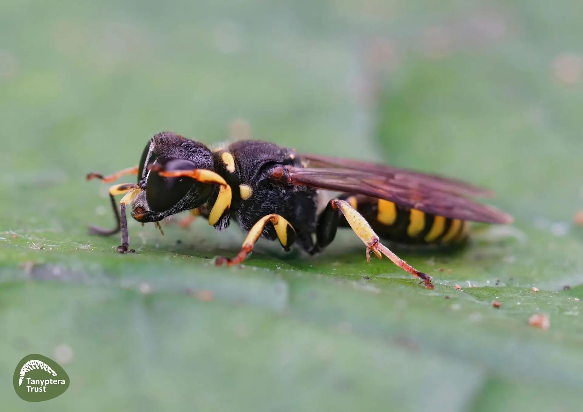 Apoid Wasp